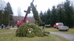 3_2016_Zrezavanie TUJI na cintorine (18) (800x450)