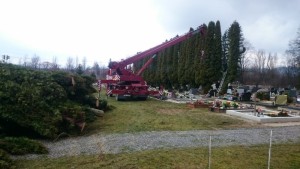 3_2016_Zrezavanie TUJI na cintorine (24) (800x450)