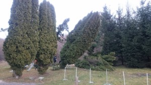 3_2016_Zrezavanie TUJI na cintorine (5) (800x450)